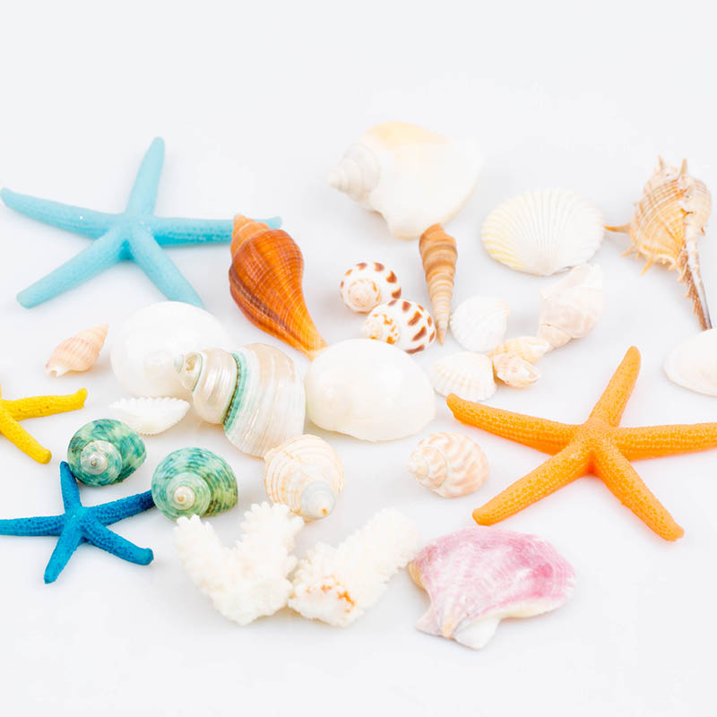 工艺品珊瑚石微景观创意大海螺