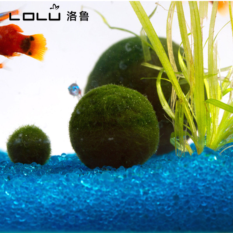 鱼缸海藻水草素材模板 鱼缸海藻水草图片下载 小麦优选
