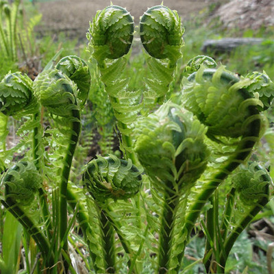 蕨类植物贯众蕨吸甲醛室内绿植