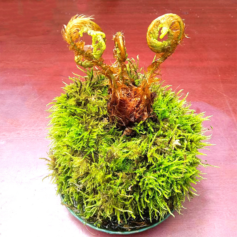 蕨类植物盆栽金鳞贯众蕨乌毛蕨鳞毛蕨除甲醛净化空气迷你鲜切绿植