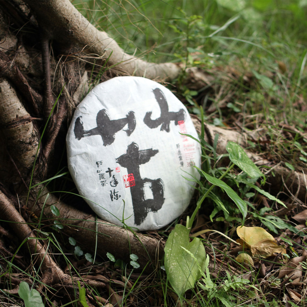苦道普洱生茶 2005年野生紫芽古树 云南紫芽陈年老生普回甘七子饼