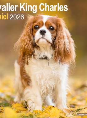 现货 骑士查理王猎犬2026年挂历 动物摄影 宠物写真 狗狗 英文原版 进口日历 Cavalier King Charles Spaniel Wall Calendar