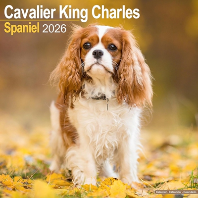 现货 骑士查理王猎犬2026年挂历 动物摄影 宠物写真 狗狗 英文原版 进口日历 Cavalier King Charles Spaniel Wall Calendar