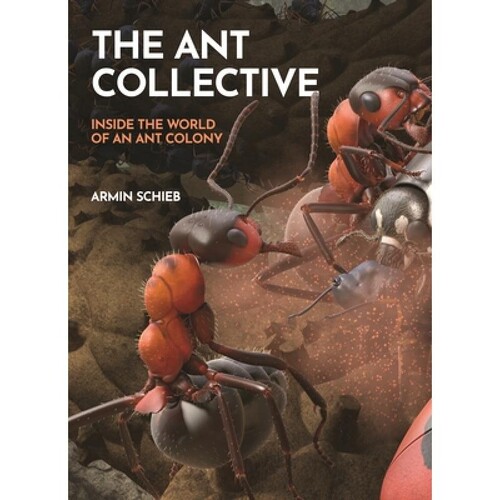 Inside the World of an Ant Colony