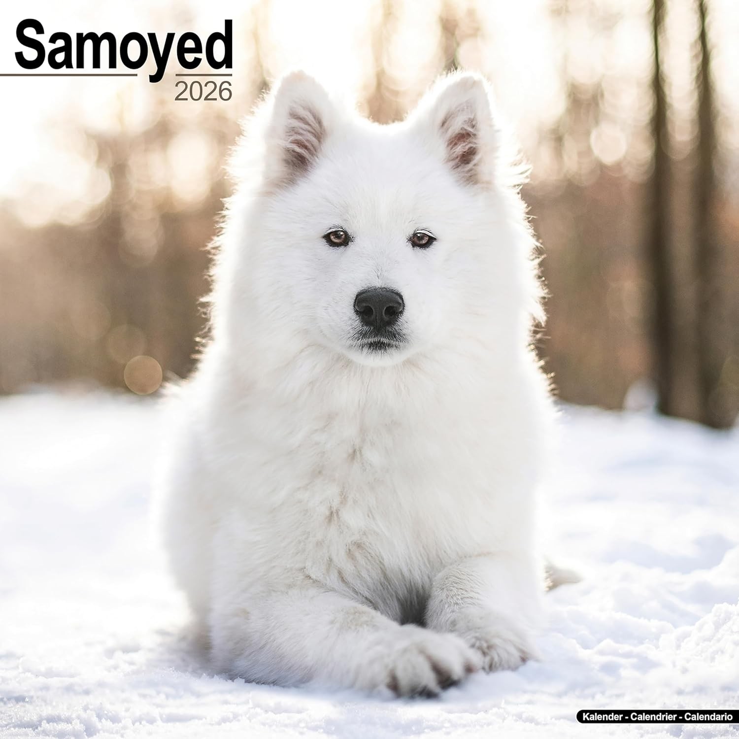 现货 萨摩耶犬2026年挂历 英文原版 进口日历 宠物摄影 狗狗写真 Samoyed Calendar Square Dog Breed Wall Calendar