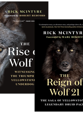 英文原版The Rise of Wolf 8狼的崛起8 + The Reign of Wolf 21狼21的统治 精装组合 The Alpha Wolves of Yellowstone 1+2