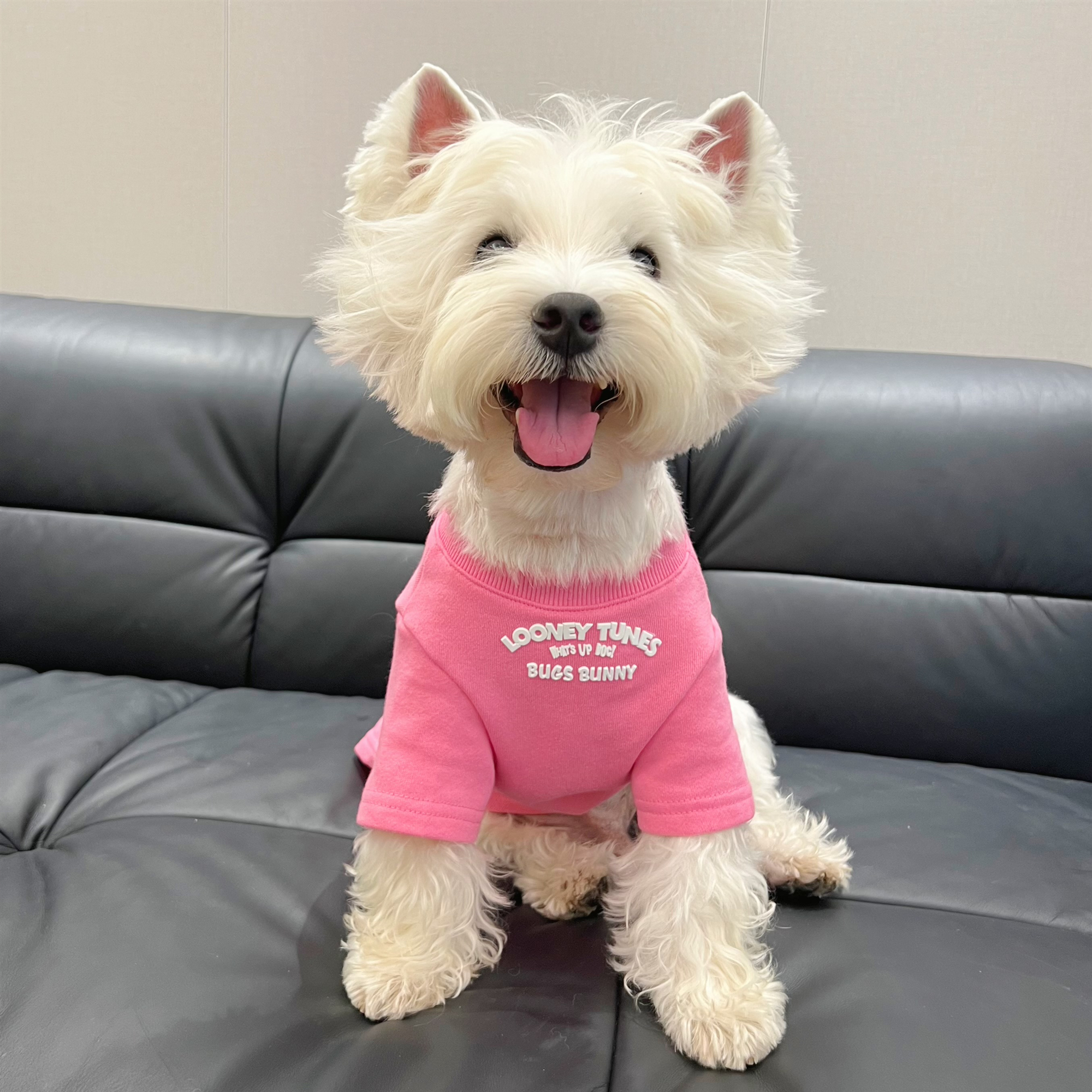 小白是只西高地薄款T恤狗狗衣服