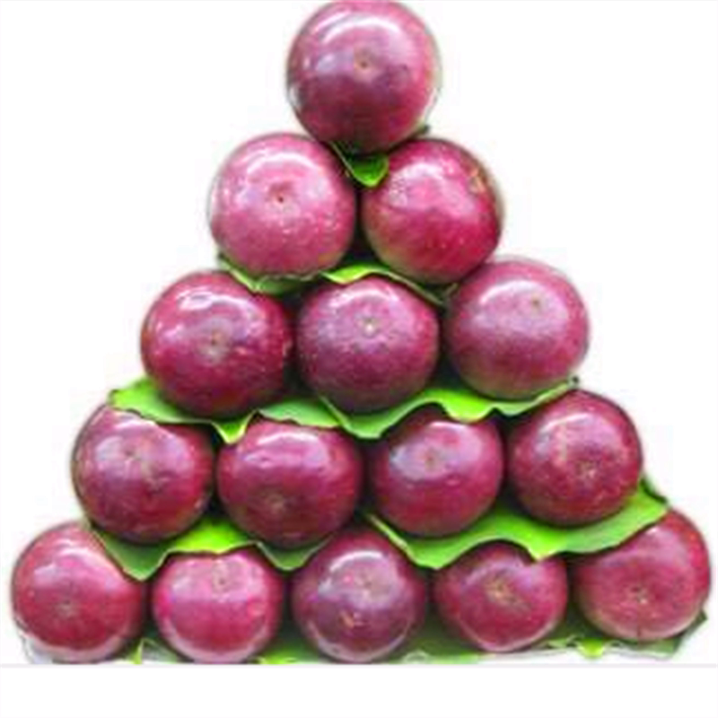 新鲜牛奶果热带水果金星果星苹果孕妇月子宝宝广西多汁果肉5斤装