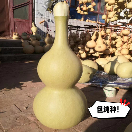 巨型超大葫芦种籽子大全