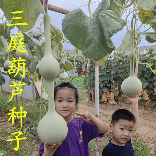 三挺八宝蚂蚁肚手捻葫芦种子种籽