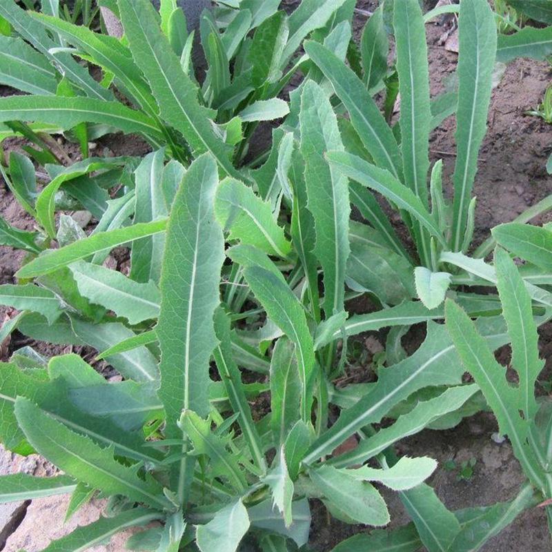 苦麻菜山苦荬苦丁菜种子野菜籽四季播菜种籽农家苦苣种子春季种孑