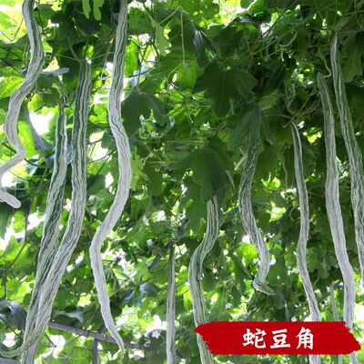 蔬菜豆角丝瓜尼山农家