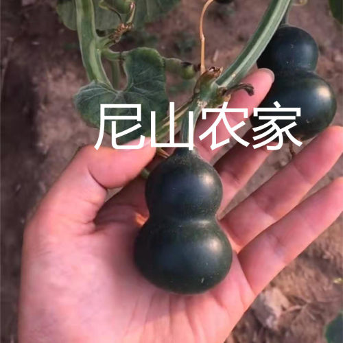 葫芦特大巨型文玩种子籽