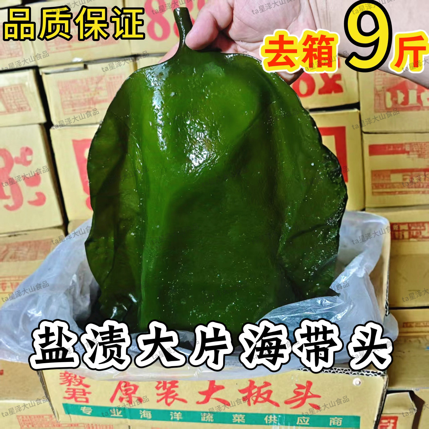 大连新鲜盐渍海带头海带片 高质量厚款保鲜海带去箱子9斤
