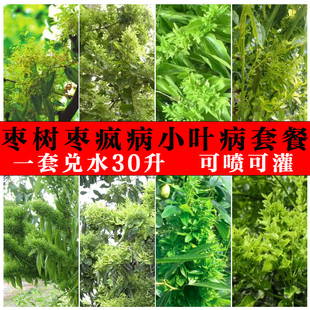 枣树 小叶病疯枣病丛枝病扫帚病火龙病枣疯病公枣病 病毒病杀菌剂