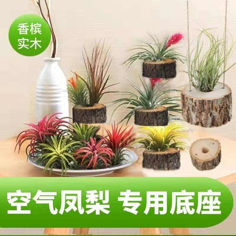 空气凤梨实木底座花盆 摆件  悬挂底座 懒人植物创意香槟木底座