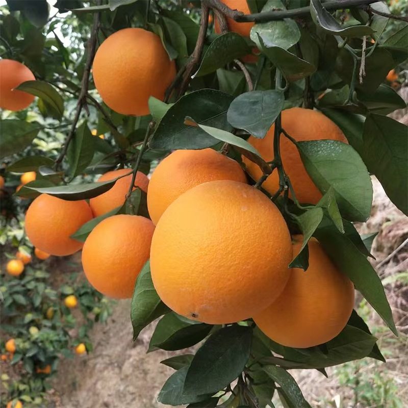 湖南永州橙子正宗脐橙新鲜现摘当季水果,水产肉类/新鲜蔬果/熟食,橙,淘宝优惠券,粉丝福利购,淘宝优惠卷