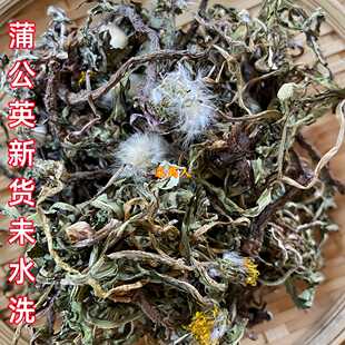 干蒲公英黄黄苗婆婆丁整株有根自然晒干黄黄苗蒲公英的根干净无杂