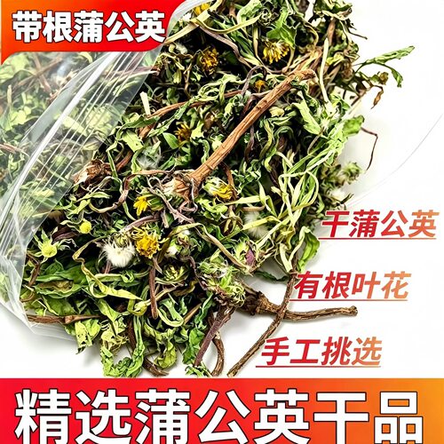 整颗蒲公英干品有根叶花精选2026