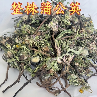 蒲公英深山采挖婆婆丁整颗有花根叶自然晒干蒲公英精选整株黄黄苗