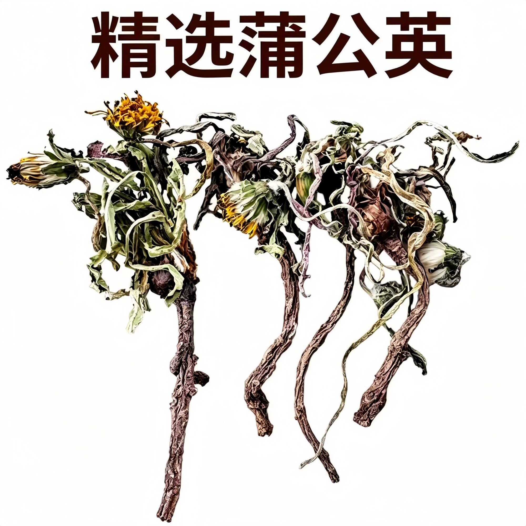 2026蒲公英精选整颗晒干有花叶根