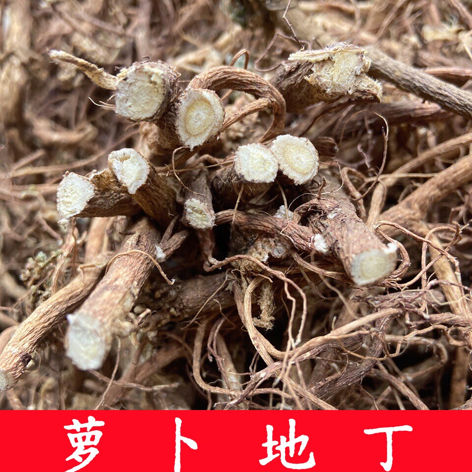 萝卜地丁甜地丁新晒干的根部干净