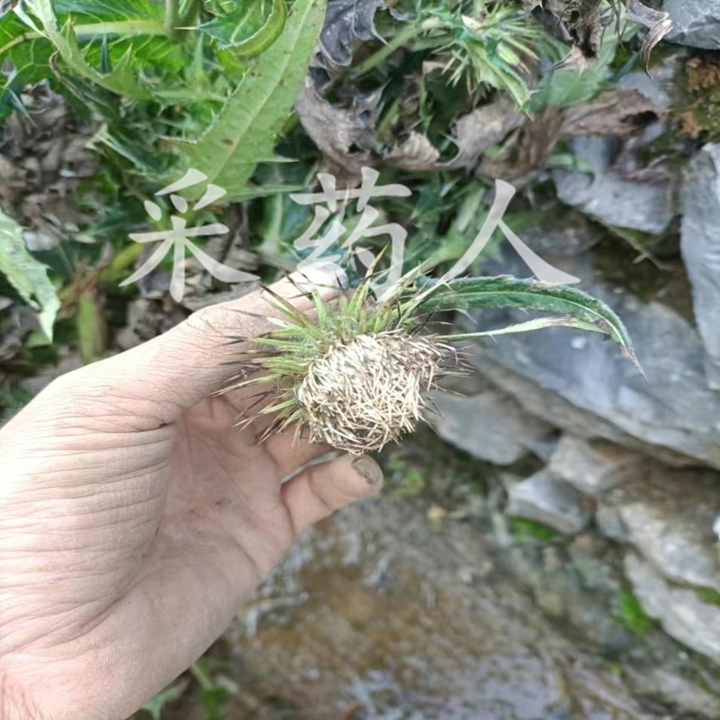 鸡刺根治什么病图片