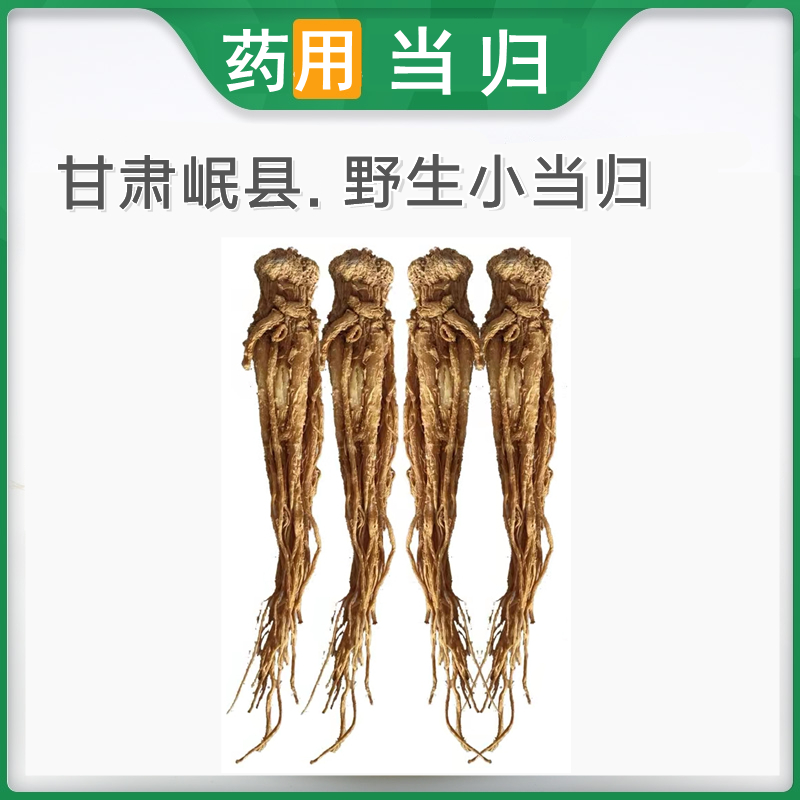 【精選岷縣】全當歸完整整株當歸