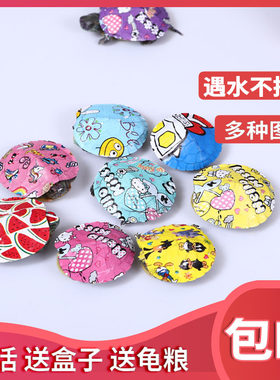 网红炫彩小乌龟活体宠物