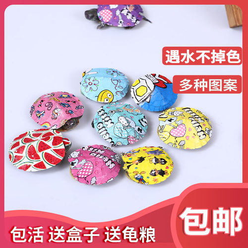 网红炫彩小乌龟活体宠物