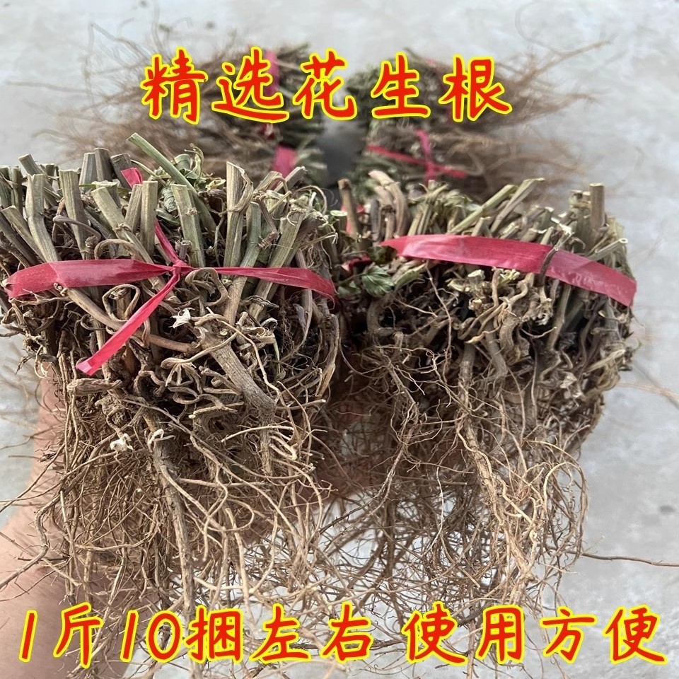 精选花生根1斤10捆左右