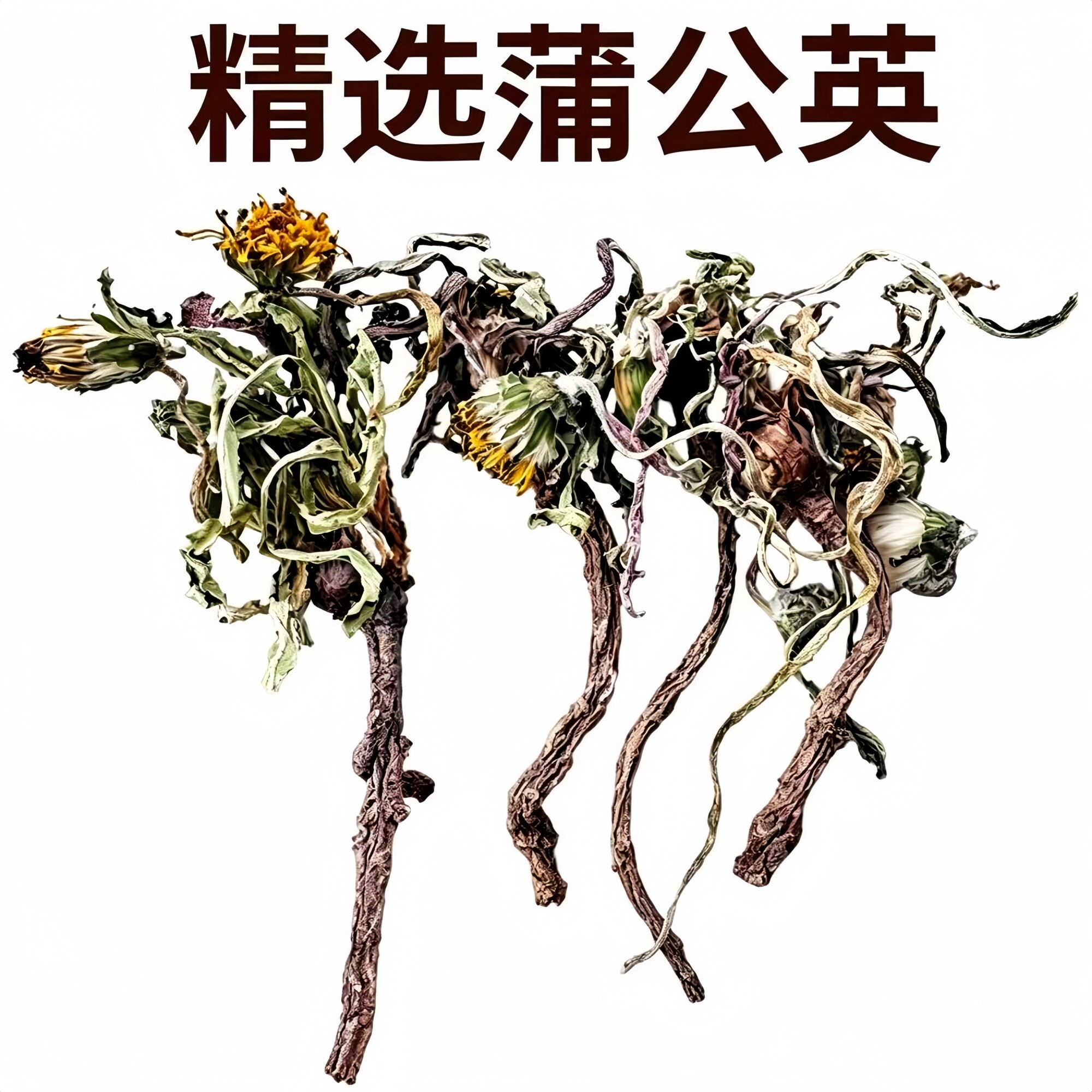 精选蒲公英整棵有根足干新品干净