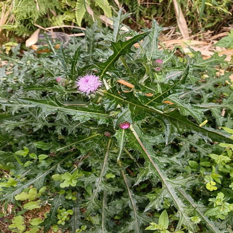 大蓟根贵州现挖现发马刺根