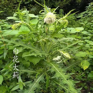 新鲜现挖白花大蓟根部