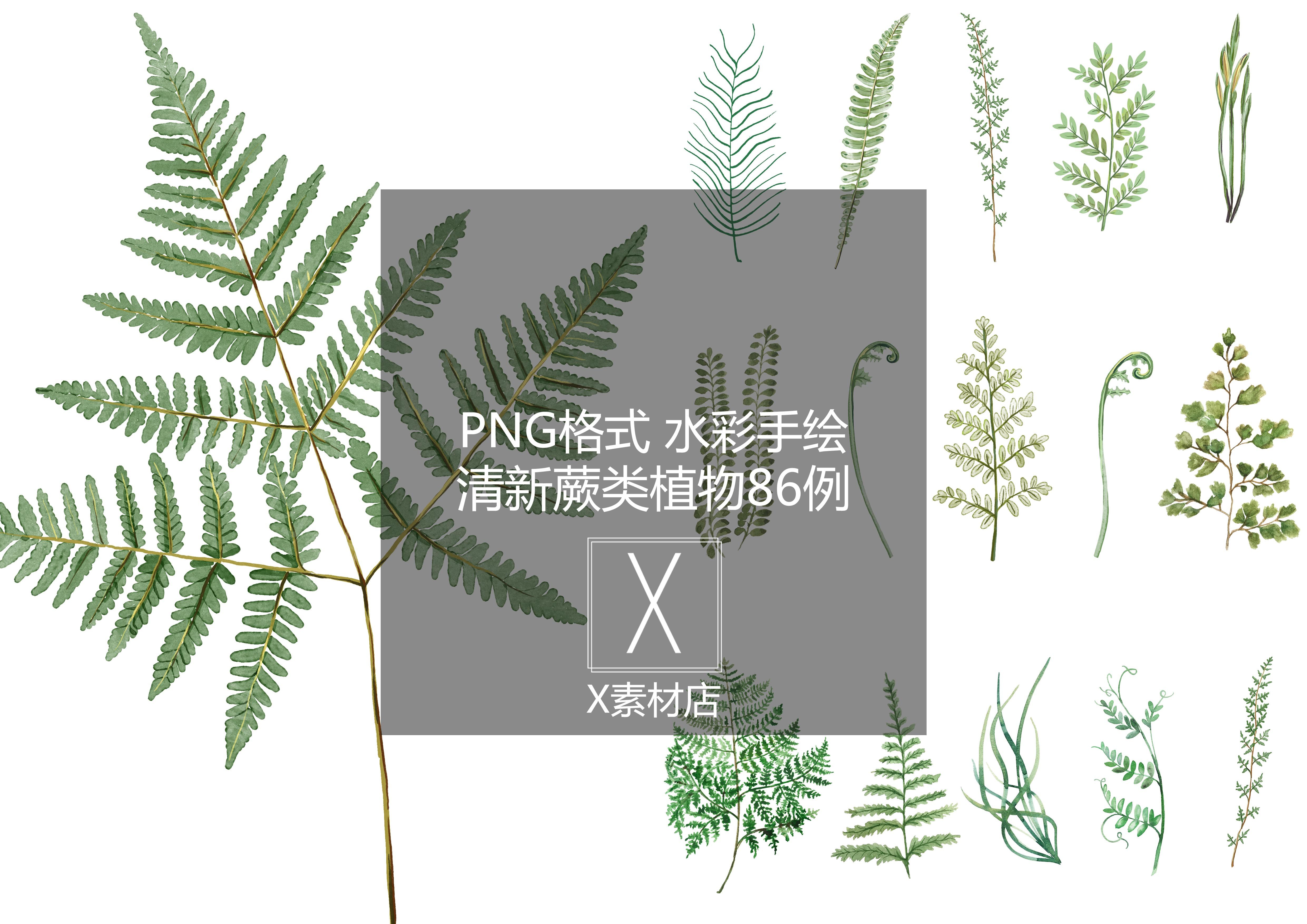 png 清新水彩风格蕨类手绘热带植物素材景观建筑collage拼贴