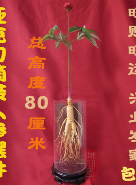 亚克力筒装人参野山参摆件橱窗展示药材店人参摆设陈列拍照道具