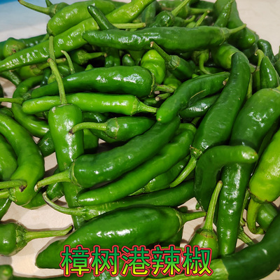 江西宜春樟树港辣椒萍乡