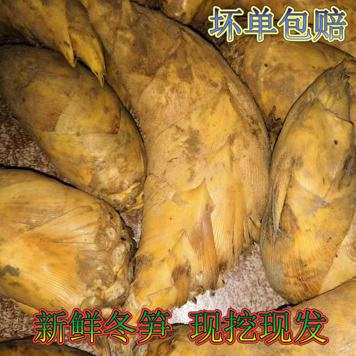 萍乡冬笋江西新鲜蔬菜现挖现发武功山黄泥冬笋炒腊味1斤包邮