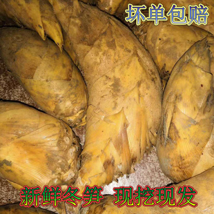 萍乡冬笋江西新鲜蔬菜现挖现发武功山黄泥冬笋炒腊味1斤包邮