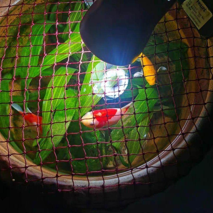 红色网鱼缸盖防跳网圆型长方形鱼缸防逃网小型鱼池圆缸网罩防猫网,宠物/宠物食品及用品,其它水族用具设备,淘宝优惠券,粉丝福利购,淘宝优惠卷