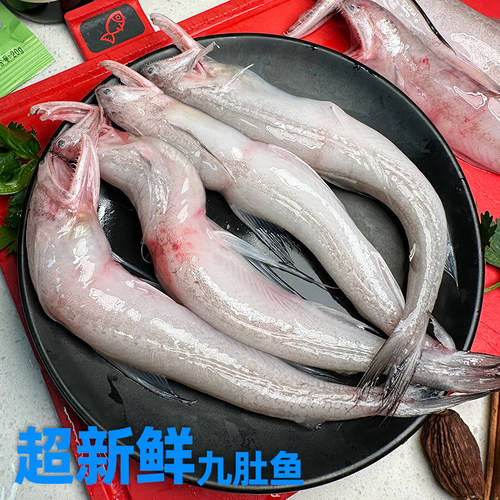 当天新鲜野生豆腐鱼龙头鱼九肚鱼