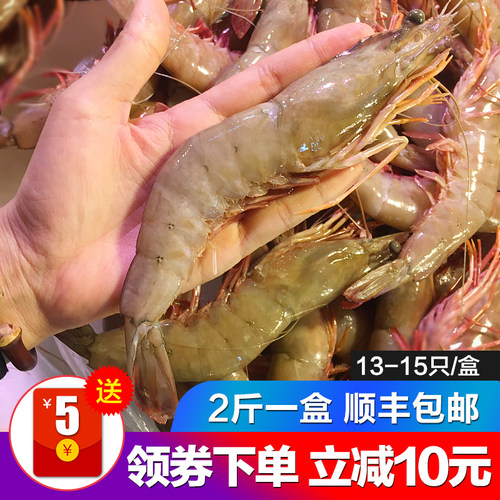 青岛野生大对虾大明虾渤海湾大虾