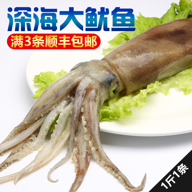 整条超大鱿鱼烧烤海鲜水产鲜活冷冻新鲜铁板火箭鱿鱼头须爪足500g