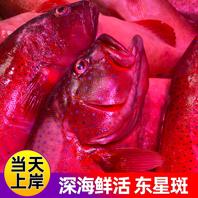 东星斑鲜活红石斑鱼深海野生冰鲜大石斑鱼新鲜海钓海鱼1.8-2斤/条