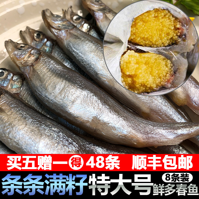 深海特大满籽多春鱼新鲜带籽鱼烧烤冷冻海鲜水产鲜活多子鱼 8条装