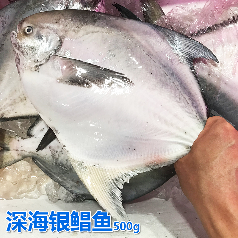 青岛深海大鲳鱼银鲳鱼海鲜水产鲜活冷冻海鱼新鲜扁鱼白鲳500g顺丰