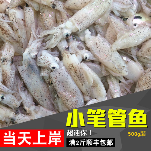 迷你笔管鱼一口管满籽海兔涮火锅