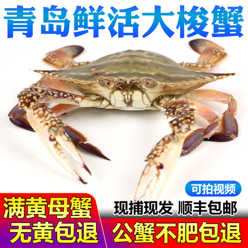 活发青岛梭子蟹满黄母蟹包肥包鲜