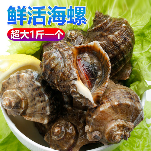 青岛鲜活特大海螺肉厚新鲜