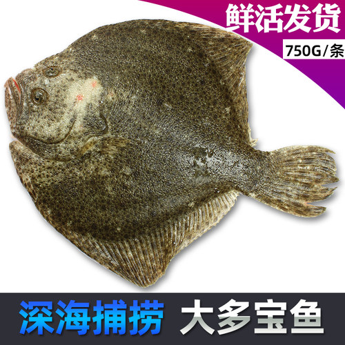 鲜活发货超大多宝鱼一条1.5-3斤
